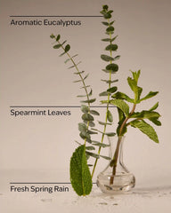 Eucalyptus Rain