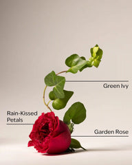 Kitchen Rose